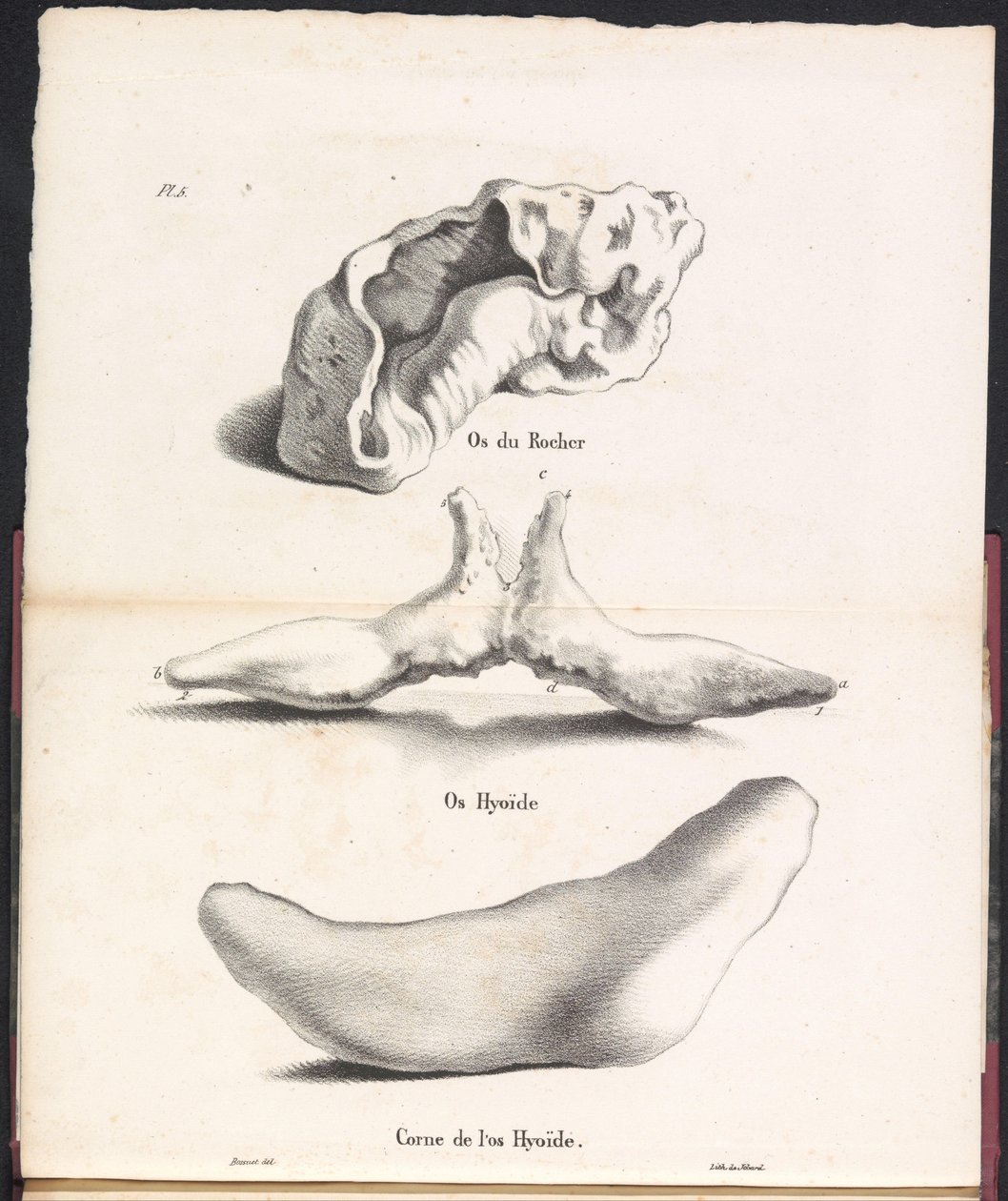 Tre deler av hyoidbenet til hvalen, 1827 Os du Rocher / Os Hyoid / Corne de l