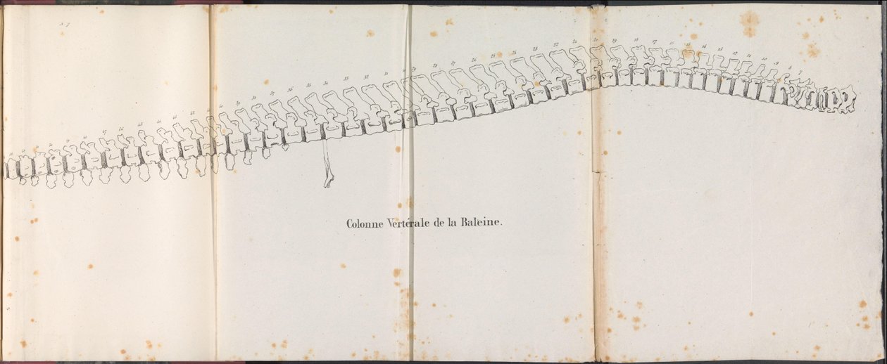 Hvalens ryggrad, 1827 Colonne Vertébrale de la Baleine (tittel på objekt) av Bossuet