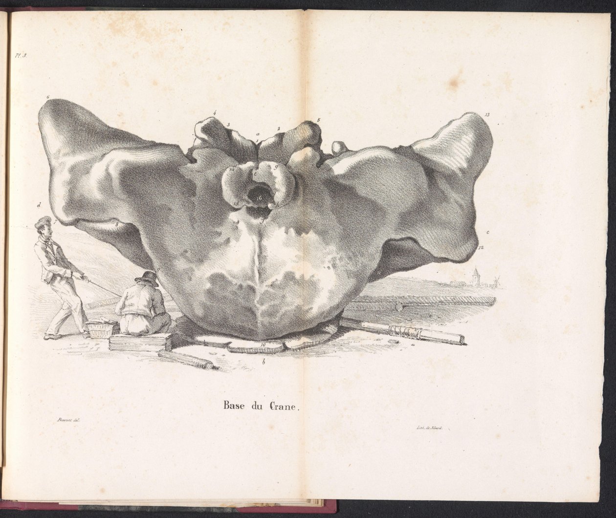 Hvalhodeskalle, 1827 Base du Crane (tittel på objekt) av Bossuet