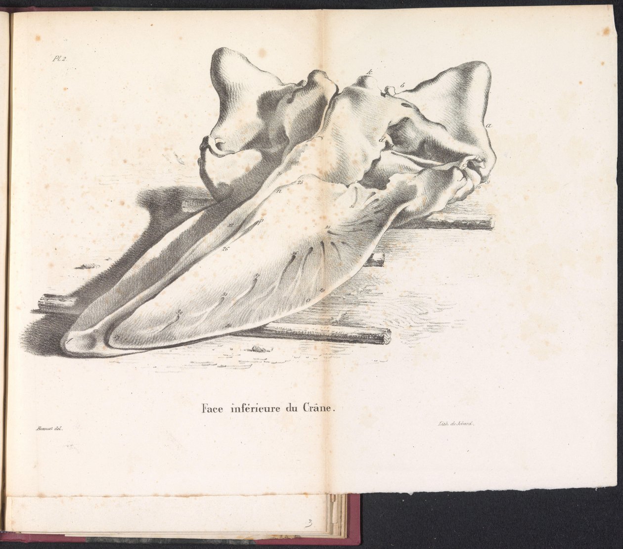 Schedel van de walvis, 1827 Undersiden av skallen (tittel på objekt) av Bossuet