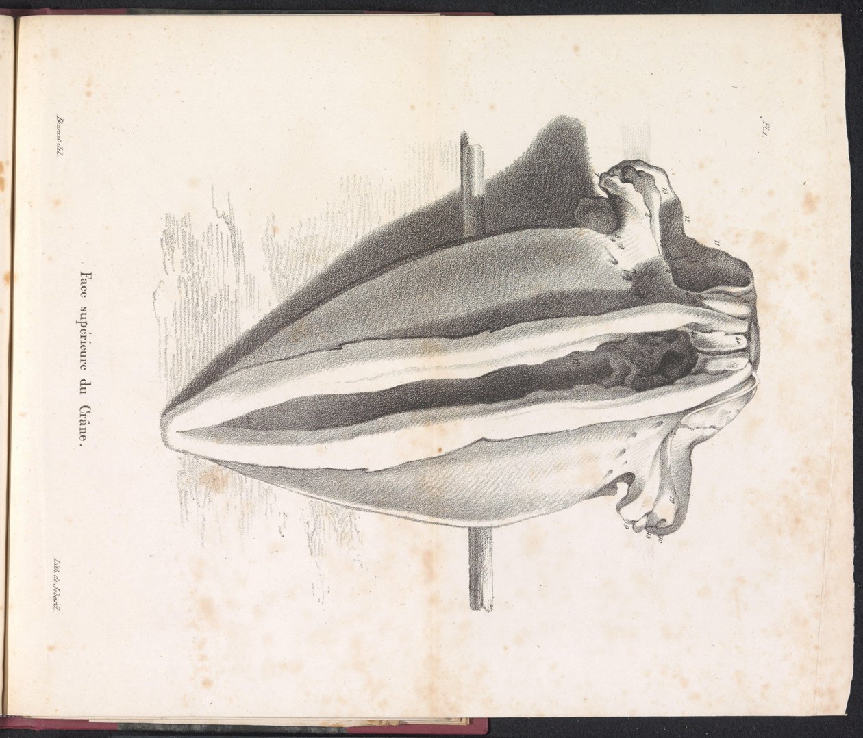Hvalhodeskalle, 1827 Face supérieure du Crâne (tittel på objekt) av Bossuet
