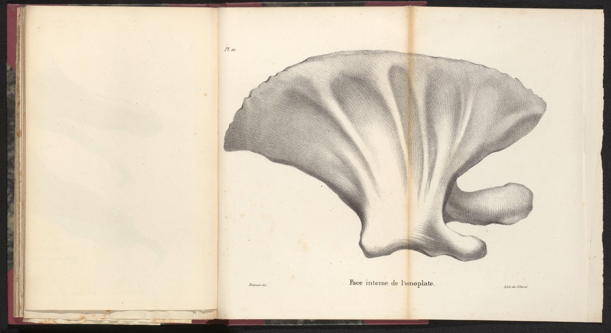 Scapula of the Whale, 1827 Face interne de l