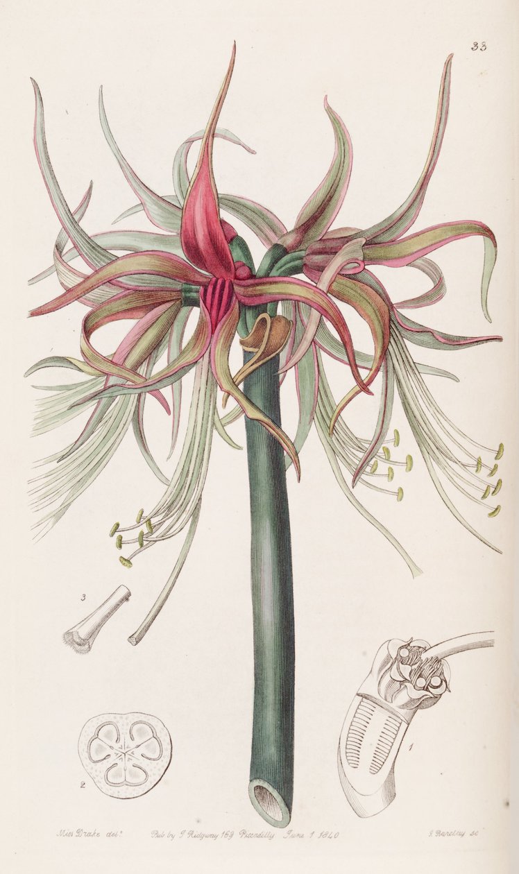 Hippeastrum cybister av Botanical Register