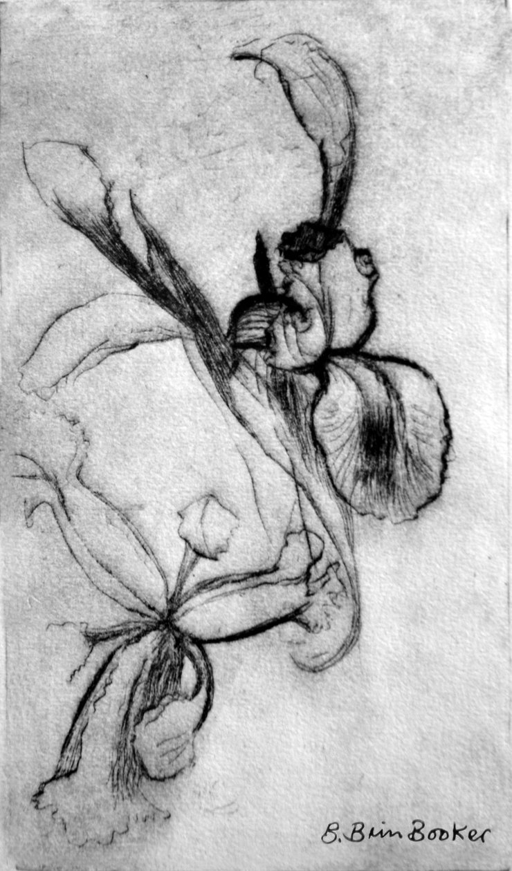 Iris (tørrpunkt) av Brenda Brin Booker
