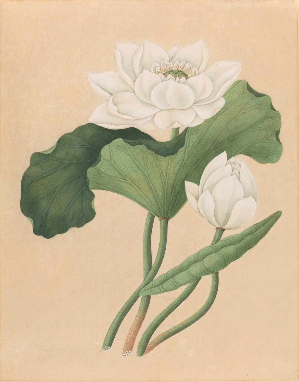 Øst-indisk lotus (Nelumbo nucifera) av British 19th Century