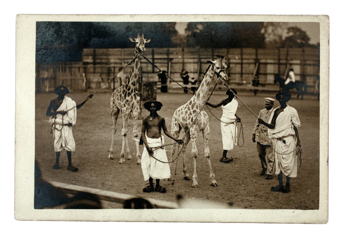 Sjiraffer og deres somaliske handlere, ca. 1905 (gelatinsølvtrykk) av British Photographer