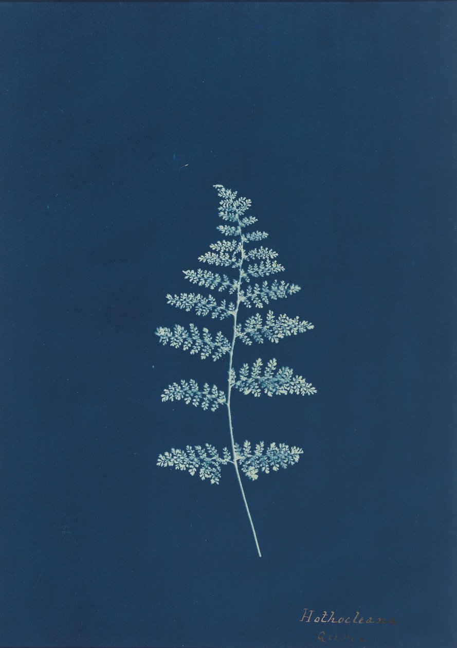 Hothocleana, ca. 1850-tallet (foto) av British Photographer
