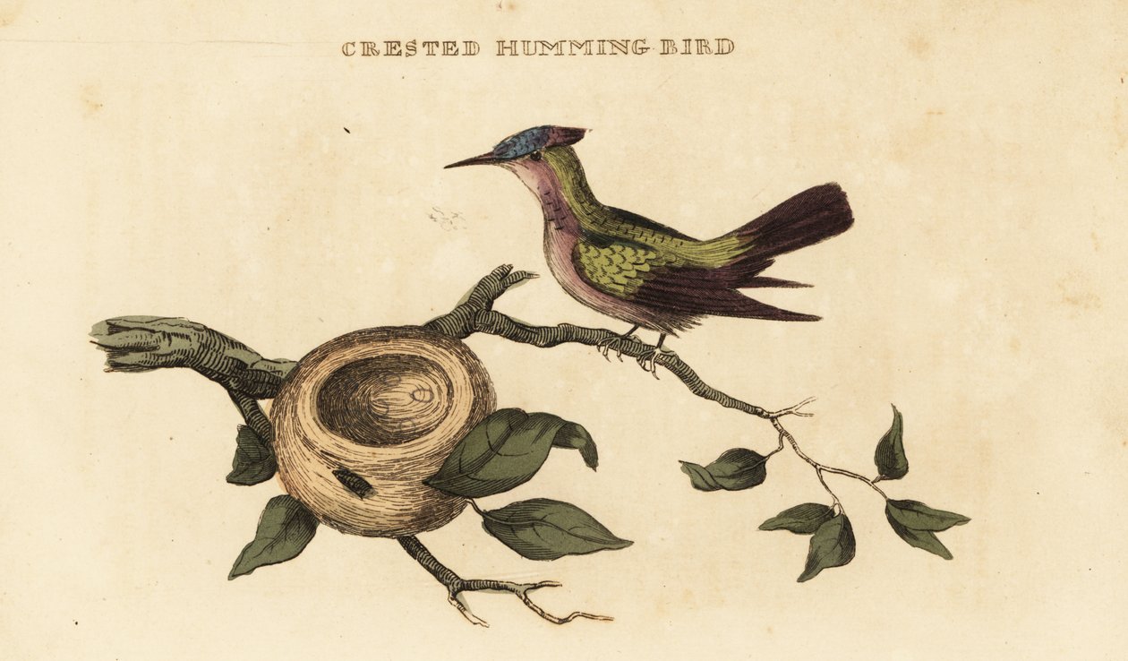 Antilleansk kolibri, Orthorhyncus cristatus av British School
