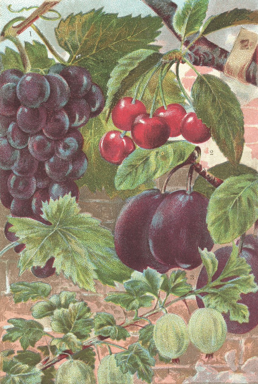Frukt: druer, kirsebær, plommer (farge litho) av British School