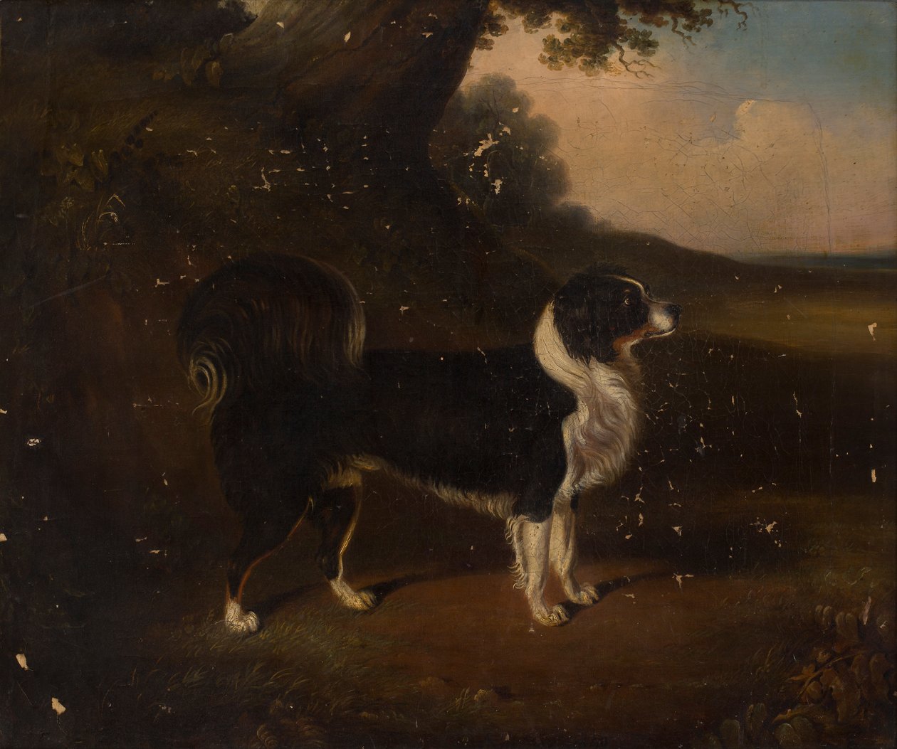 Portrett av en hund (olje på lerret) av British School