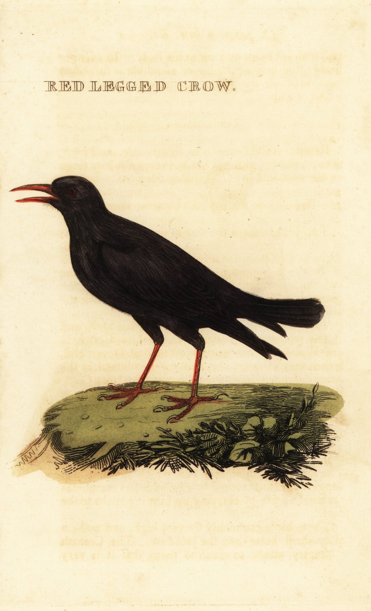 Rødnebbchough, Pyrrhocorax pyrrhocorax av British School