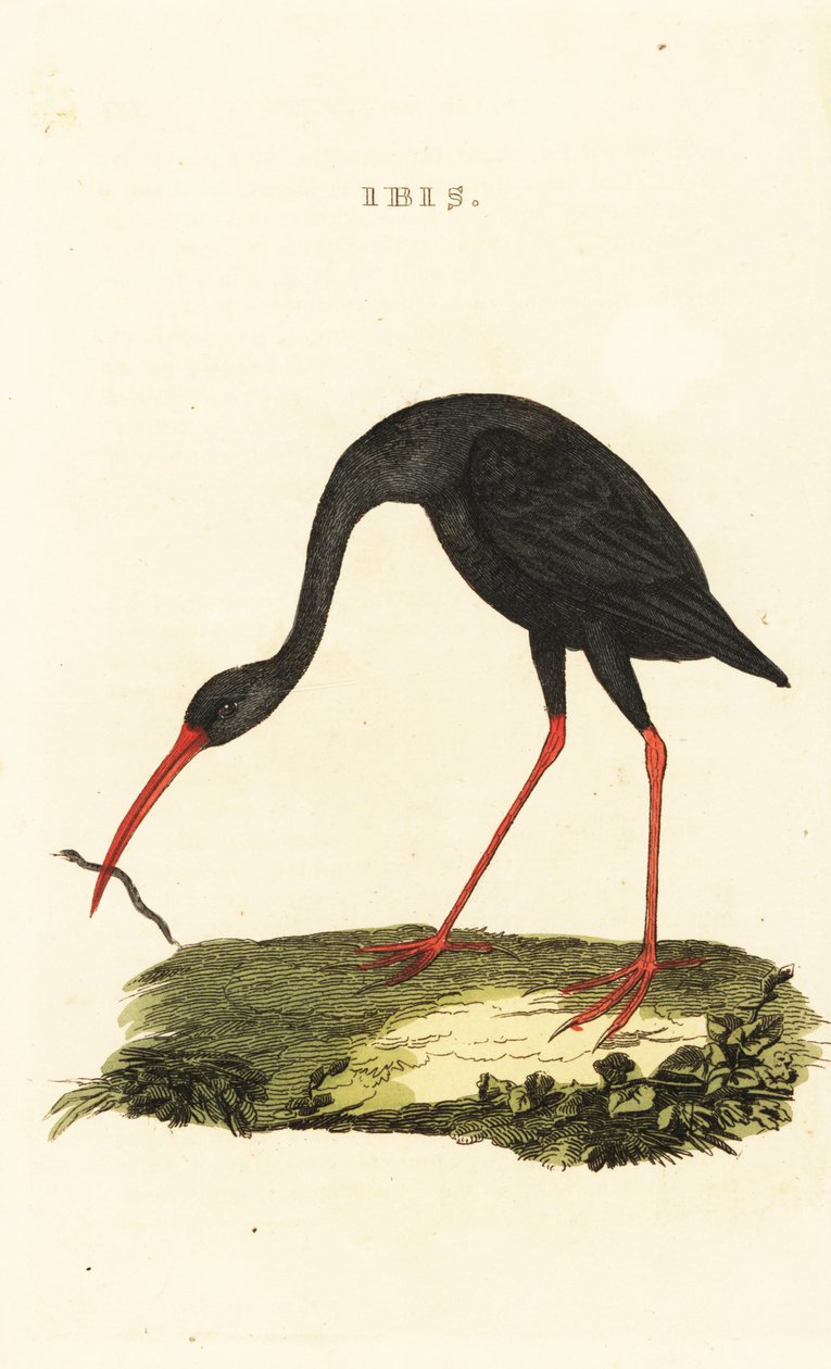 Skarphale ibis, Cercibis oxycerca av British School