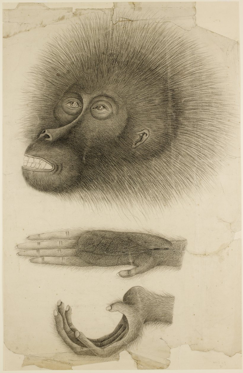 Hodet og hendene til en orangutang, ca. 1818-30 (blyant og akvarell på papir) av British School