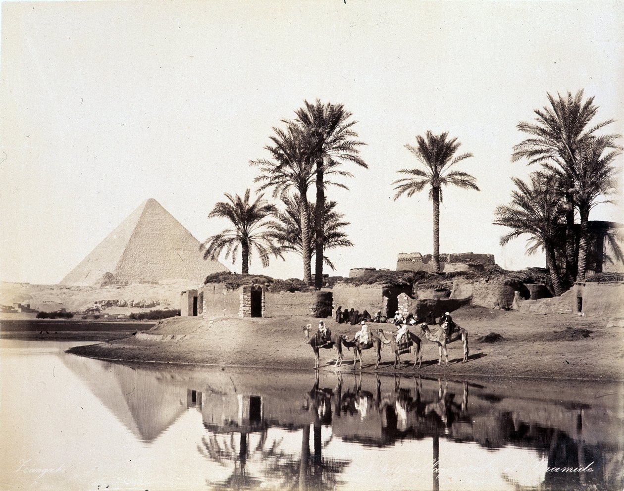 Kameler som drikker ved foten av pyramidene i Egypt - fotografi av Zangali-brødrene, sent på 1800-tallet av Brothers Zangaki