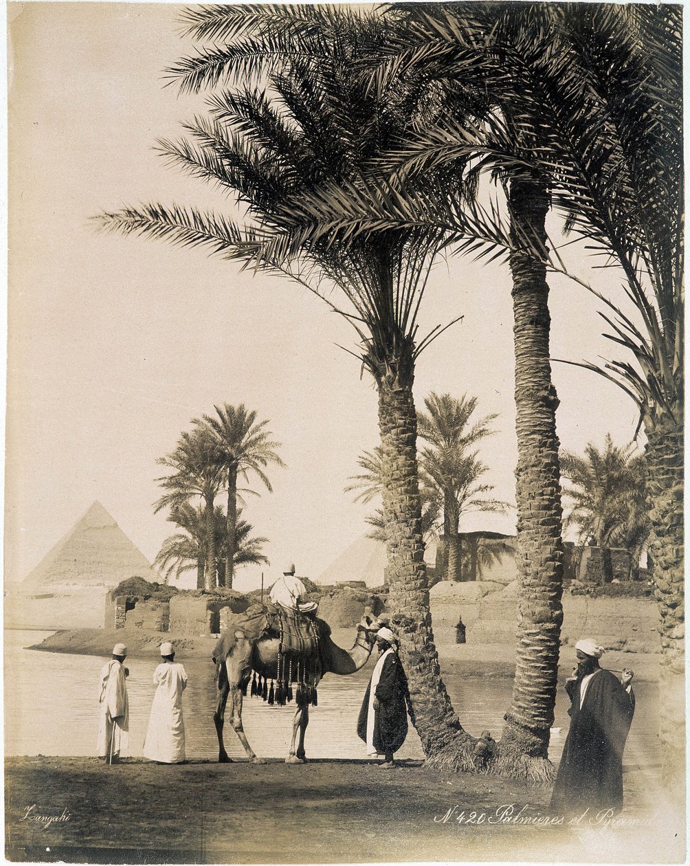 Palmelund ved foten av pyramidene i Egypt - fotografi av Zangali Brothers, sent på 1800-tallet av Brothers Zangaki