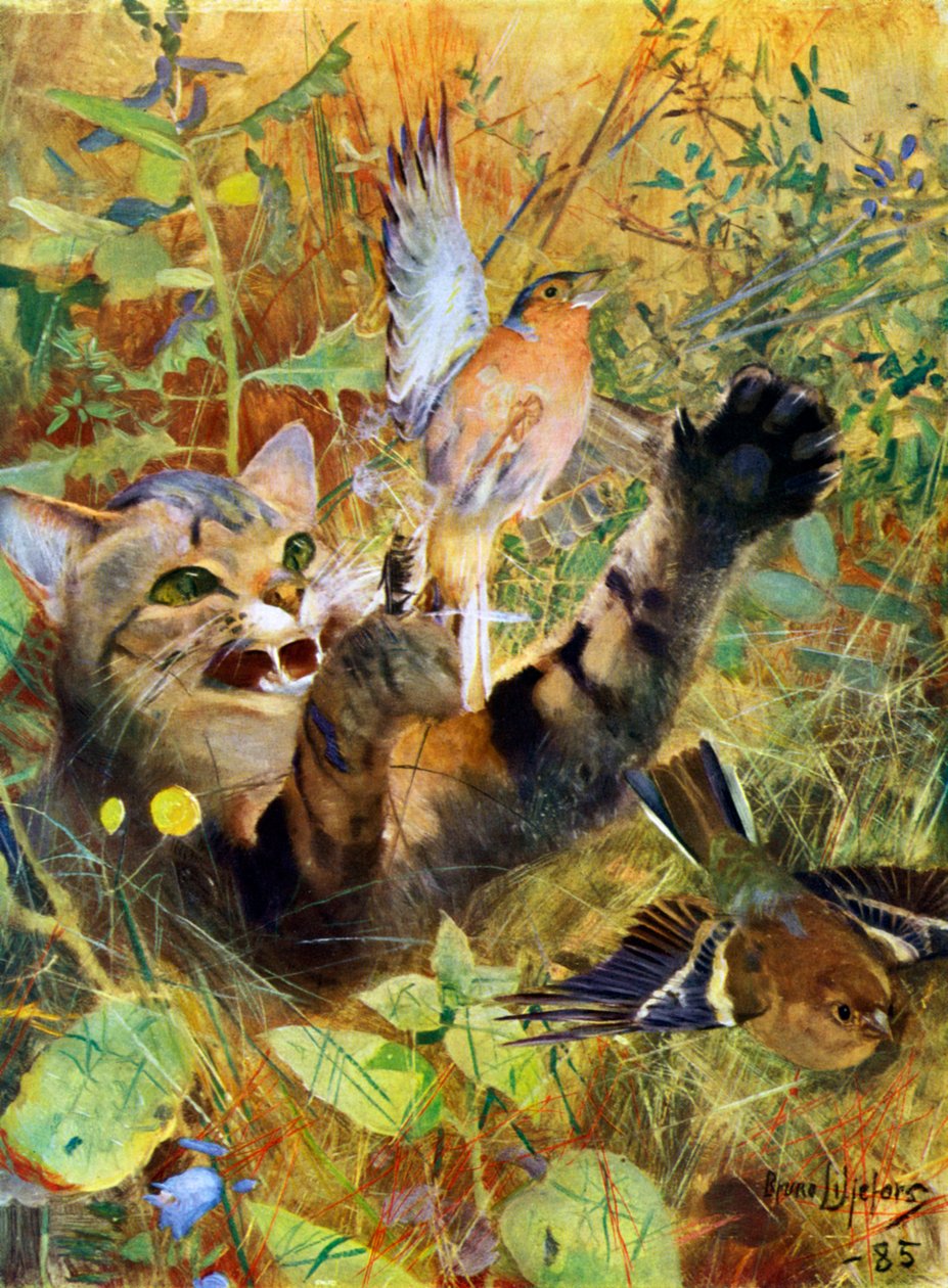En katt og en bokfink, 1885 1945. av Bruno Andreas Liljefors