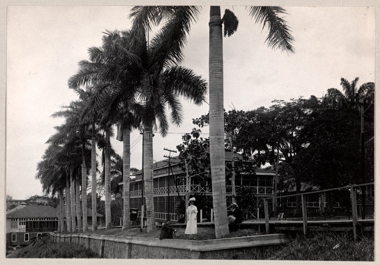 Gruppe på to menn og en kvinne under en palme under byggingen av Panamakanalen, 1912 eller 1913 (sølv gelatintrykk) av Byron Company