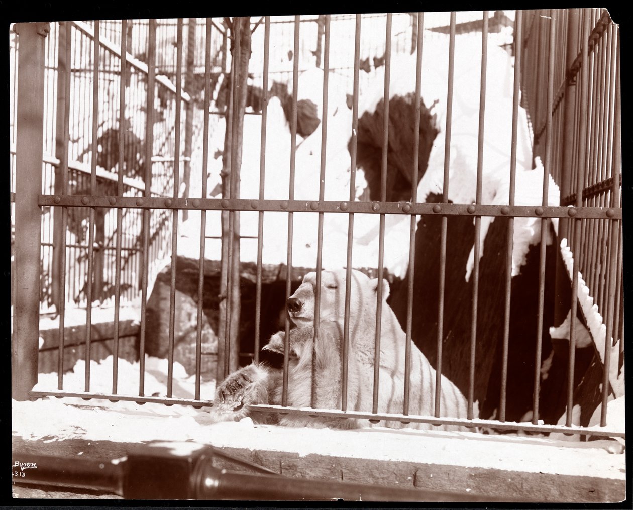 Utsikt over en isbjørn i et bur i Central Park Zoo, New York, 1898 (sølv gelatintrykk) av Byron Company