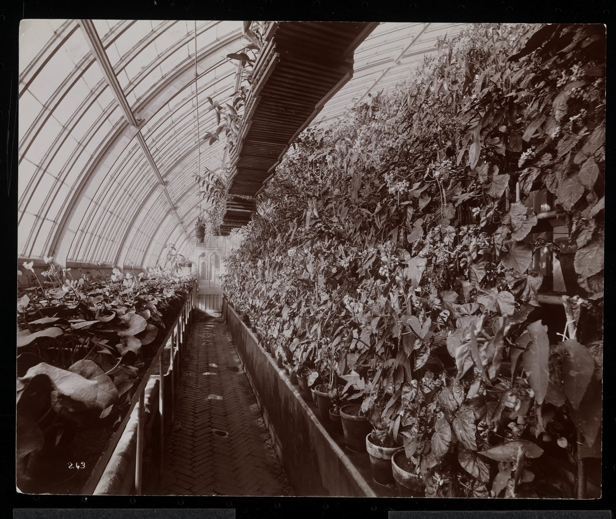 Orkideer i et drivhus på Helen Gould-eiendommen (sen Jay Gould-residens) i Tarrytown, New York, 1894 (sølvgelatintrykk) av Byron Company