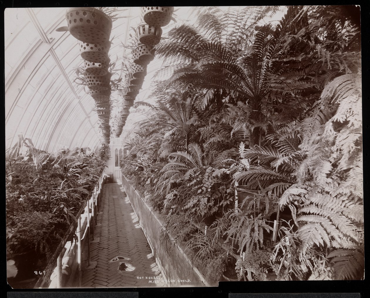 Planter i et drivhus på Helen Gould-eiendommen (sen Jay Gould-residens) i Tarrytown, New York, 1894 (sølvgelatintrykk) av Byron Company