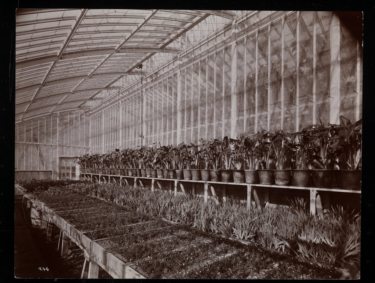 Planter i et drivhus på Helen Gould-eiendommen (sen Jay Gould-residens) i Tarrytown, New York, 1894 (sølvgelatintrykk) av Byron Company