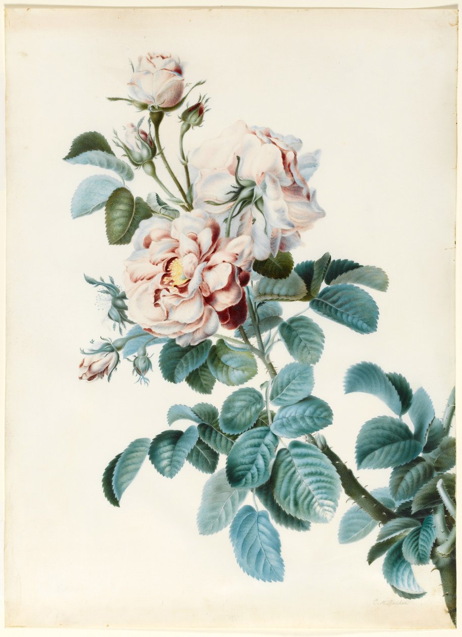 Damask Rose (wc og kroppsfarge over grafittkontur på vellum) av C. M. Bucher
