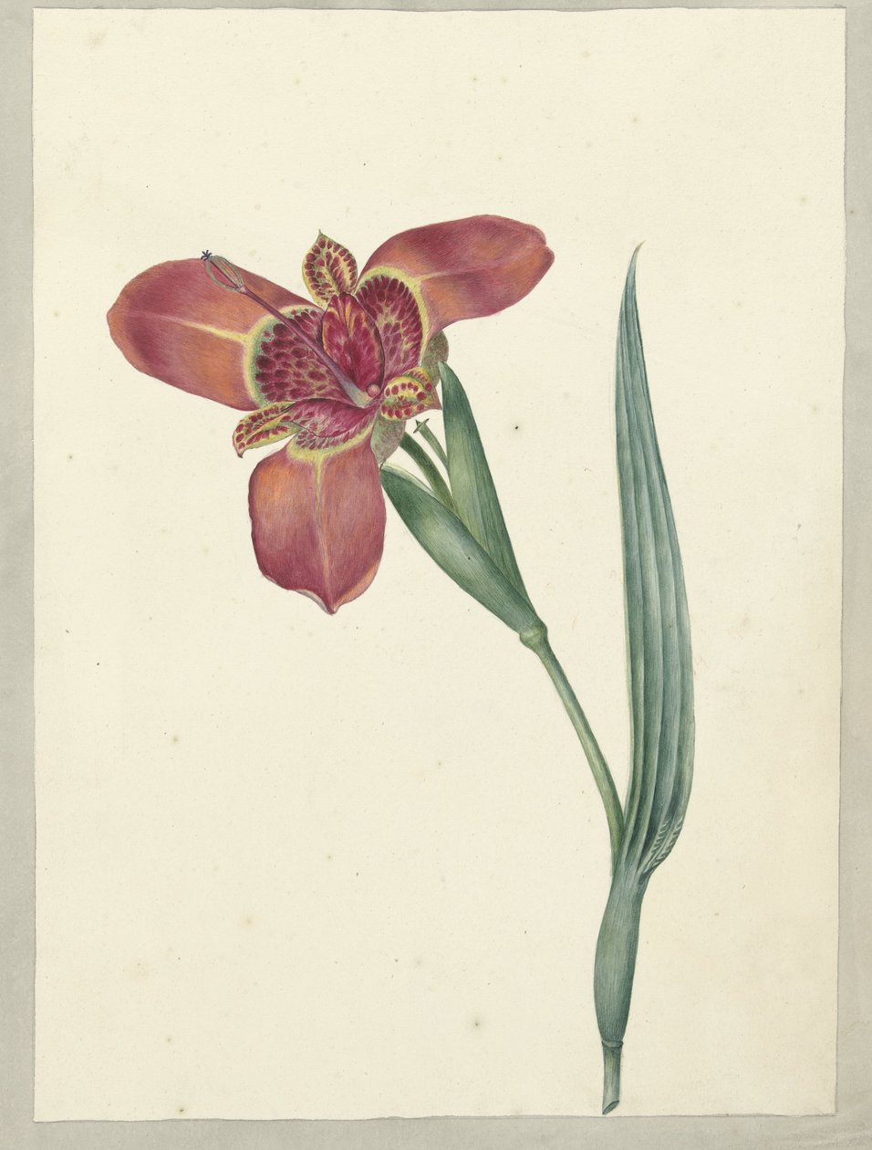 Blomsten heter Ferraria Tigrina av C.J. Kruimel