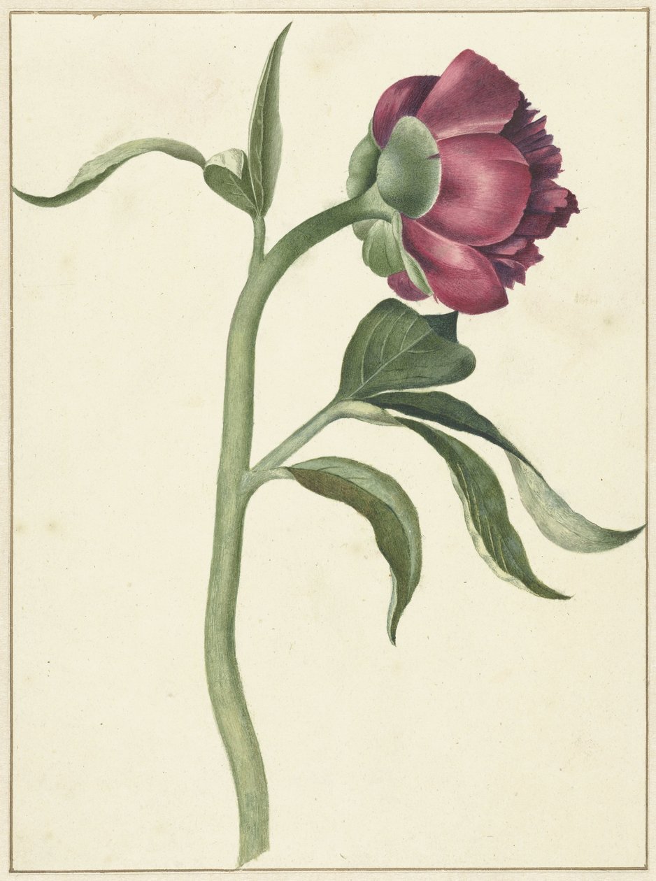 Peon blomst av C.J. Kruimel