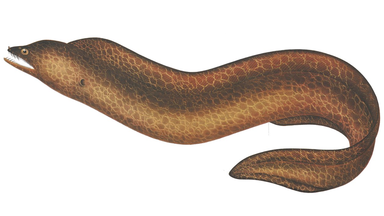 Muraena pseudothyrsoidea av C.W. Mieling