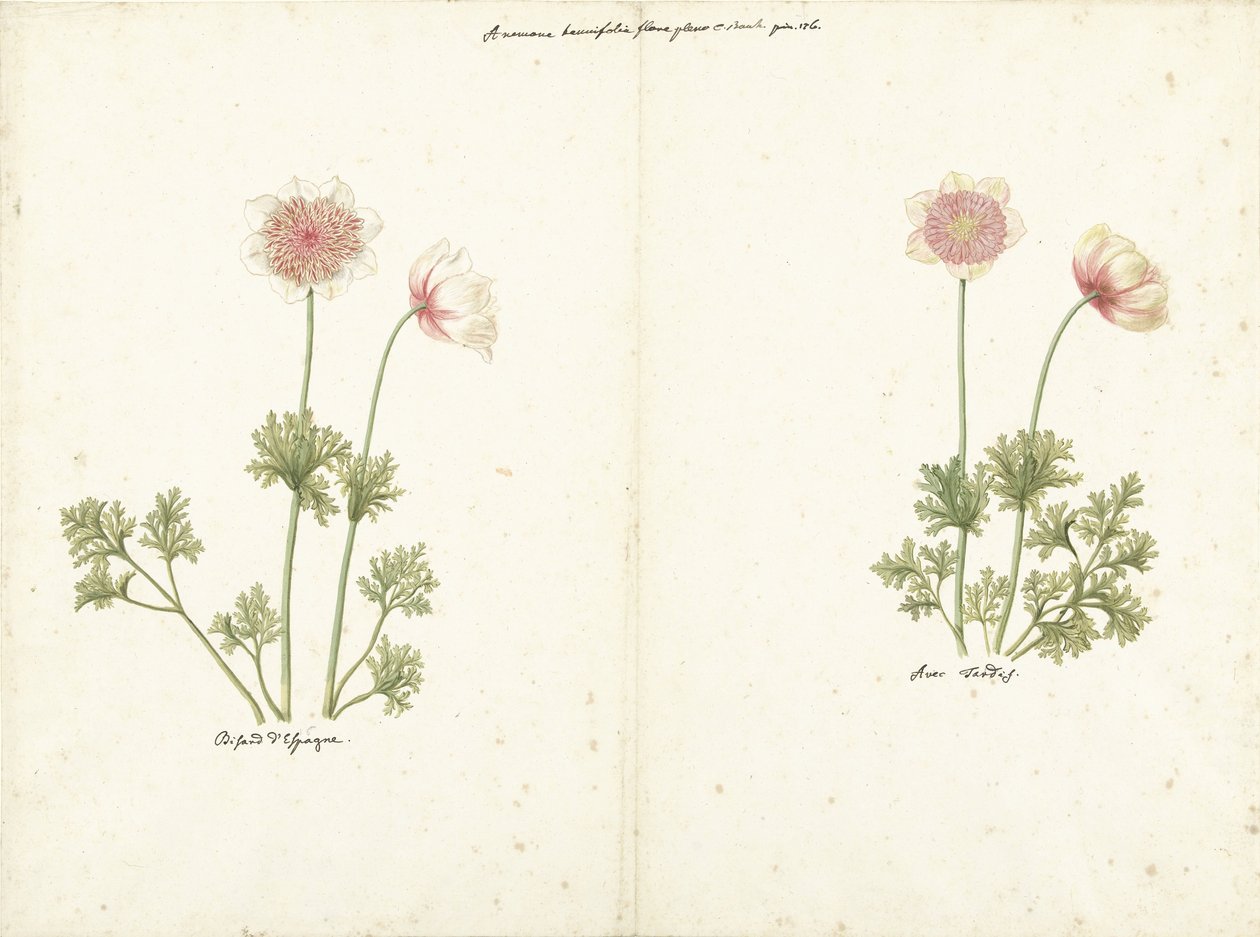 To studier av anemoner av C. Baak