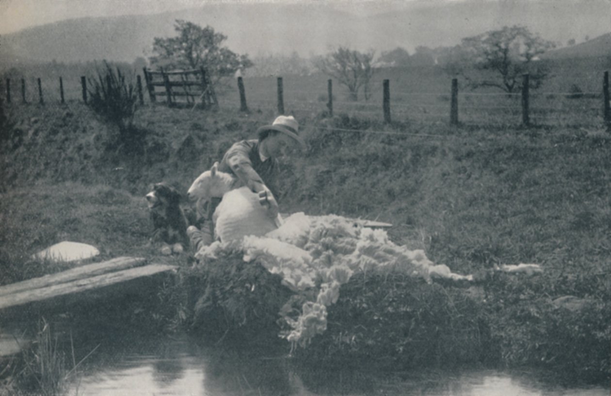 Saueklipping, 1910 av C. Reid