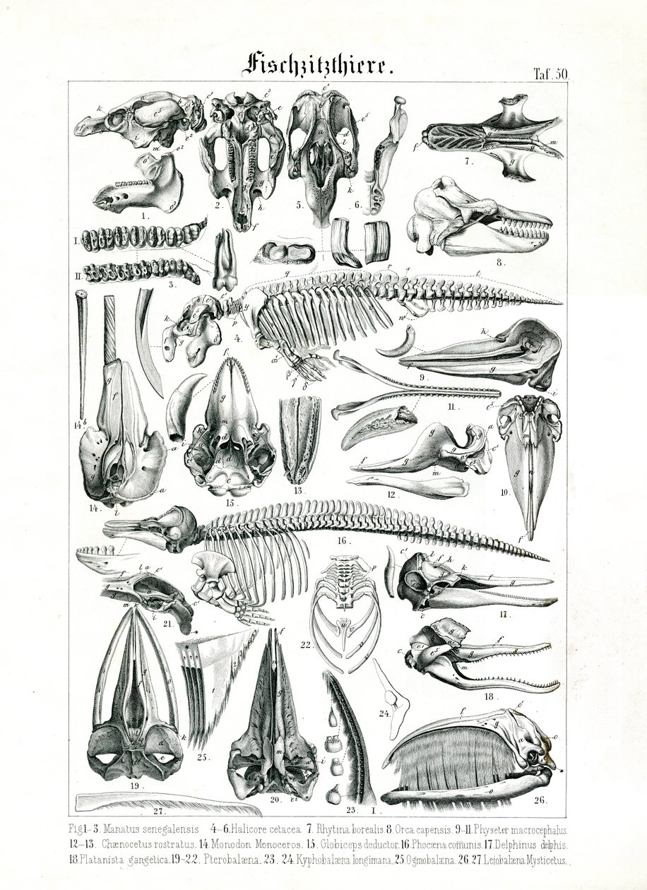 Anatomisk illustrasjon av sjøpattedyr av C. Roth