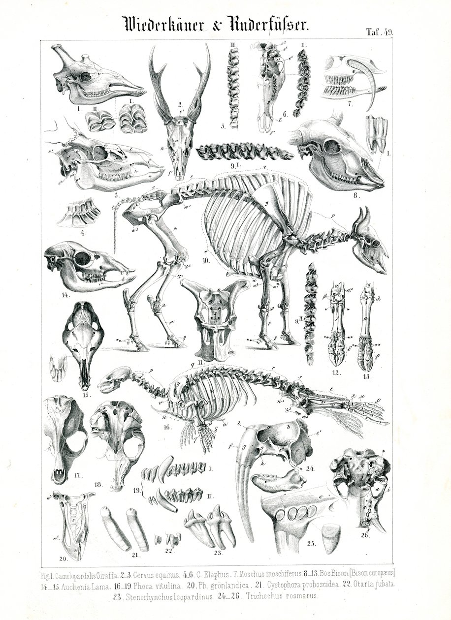 Anatomisk illustrasjon av drøvtyggere og pinnipeds av C. Roth