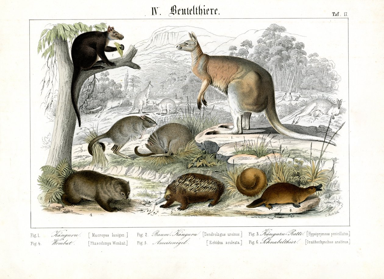 Australske pungdyr og monotremer av C. Roth