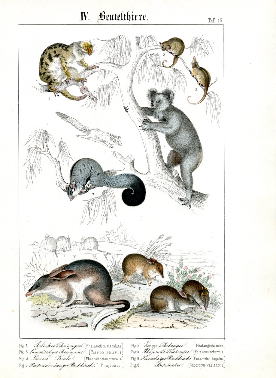 Australske pungdyr i deres naturlige habitat av C. Roth
