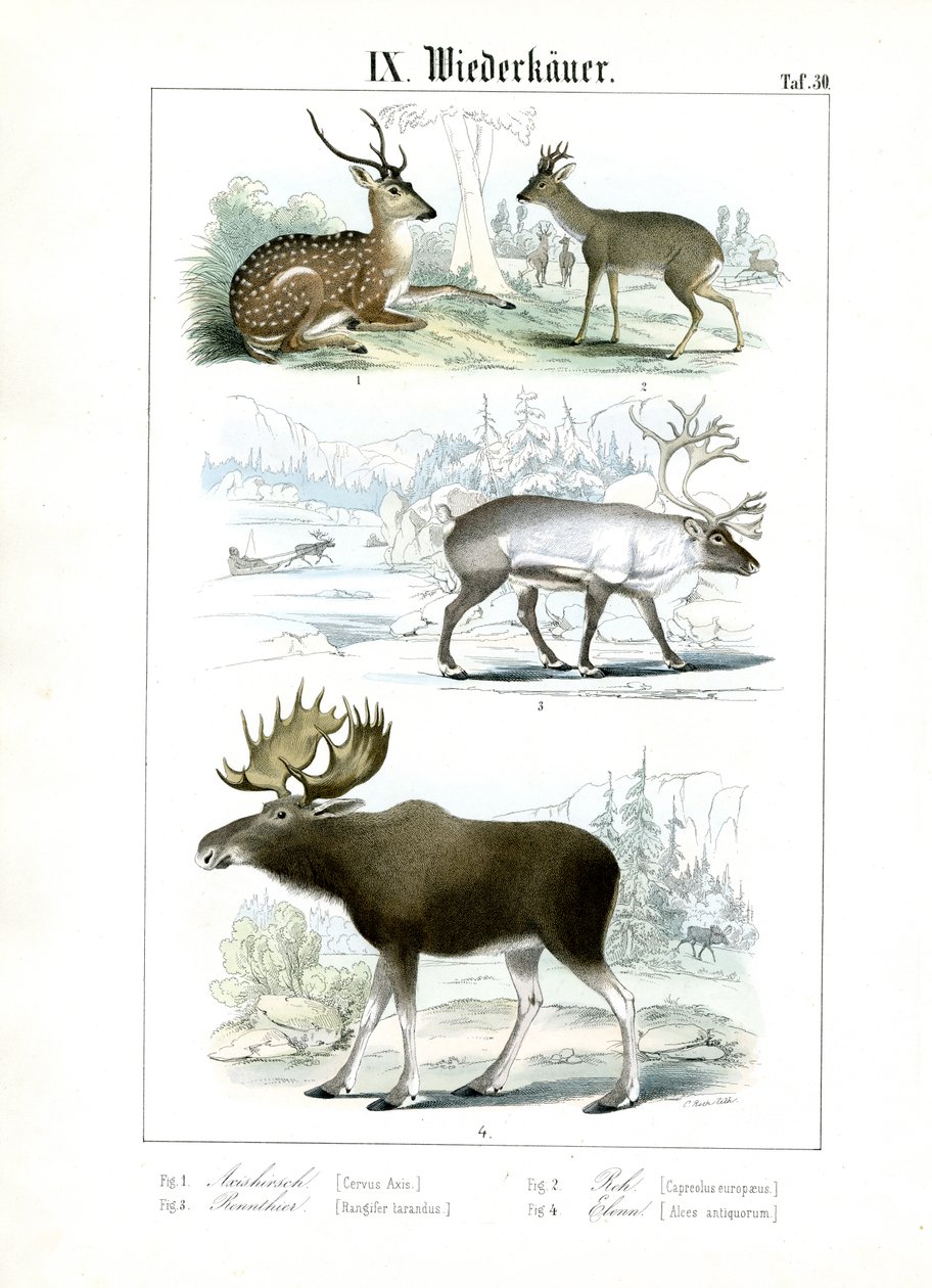 Hjortearter fra ulike habitater av C. Roth