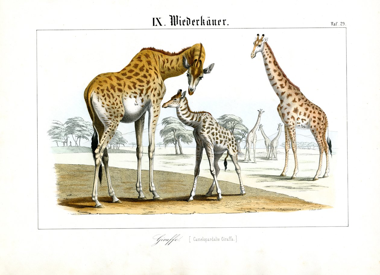 Sjiraffer i den afrikanske savannen av C. Roth