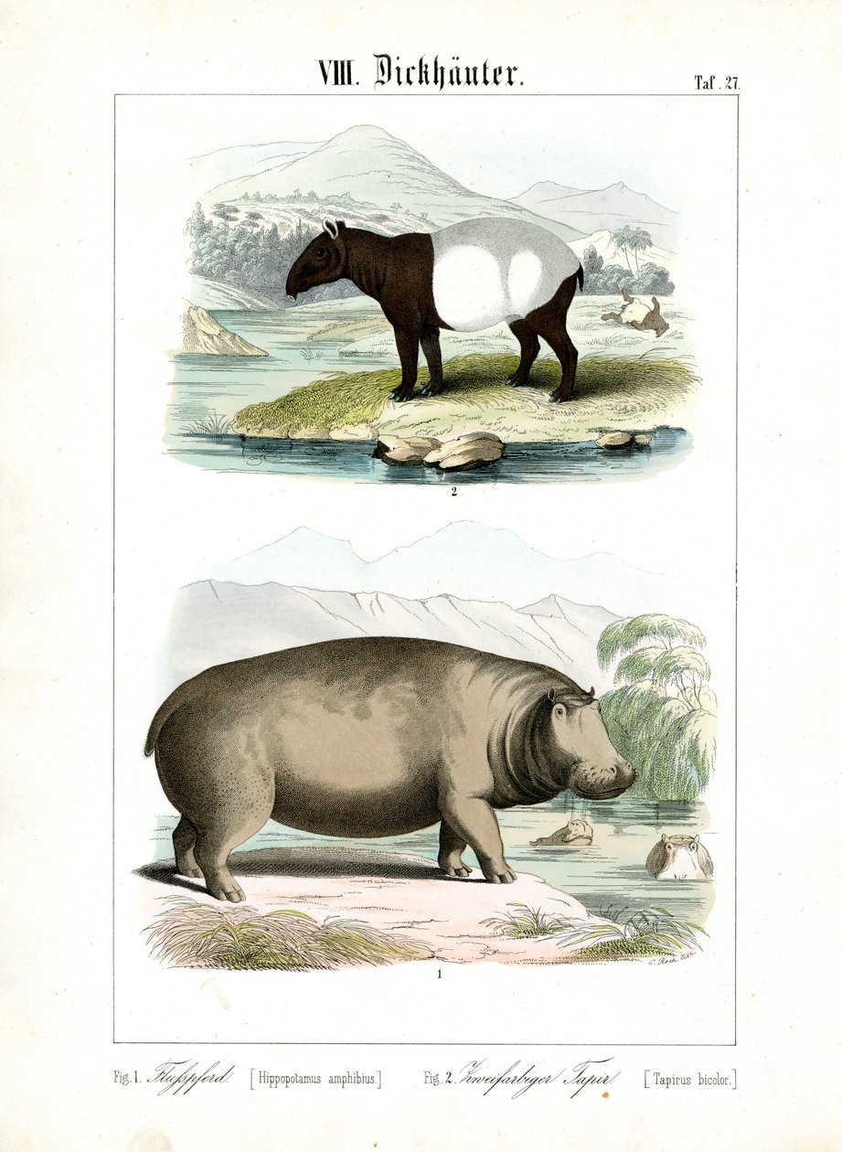 Flodhest og tapir av C. Roth
