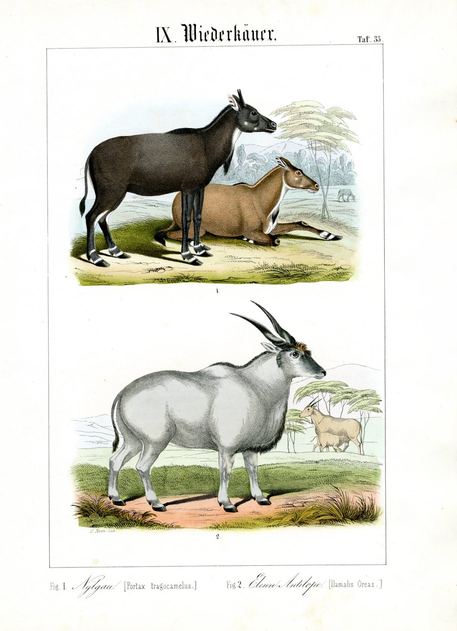 Nilgai- og elandantilope av C. Roth