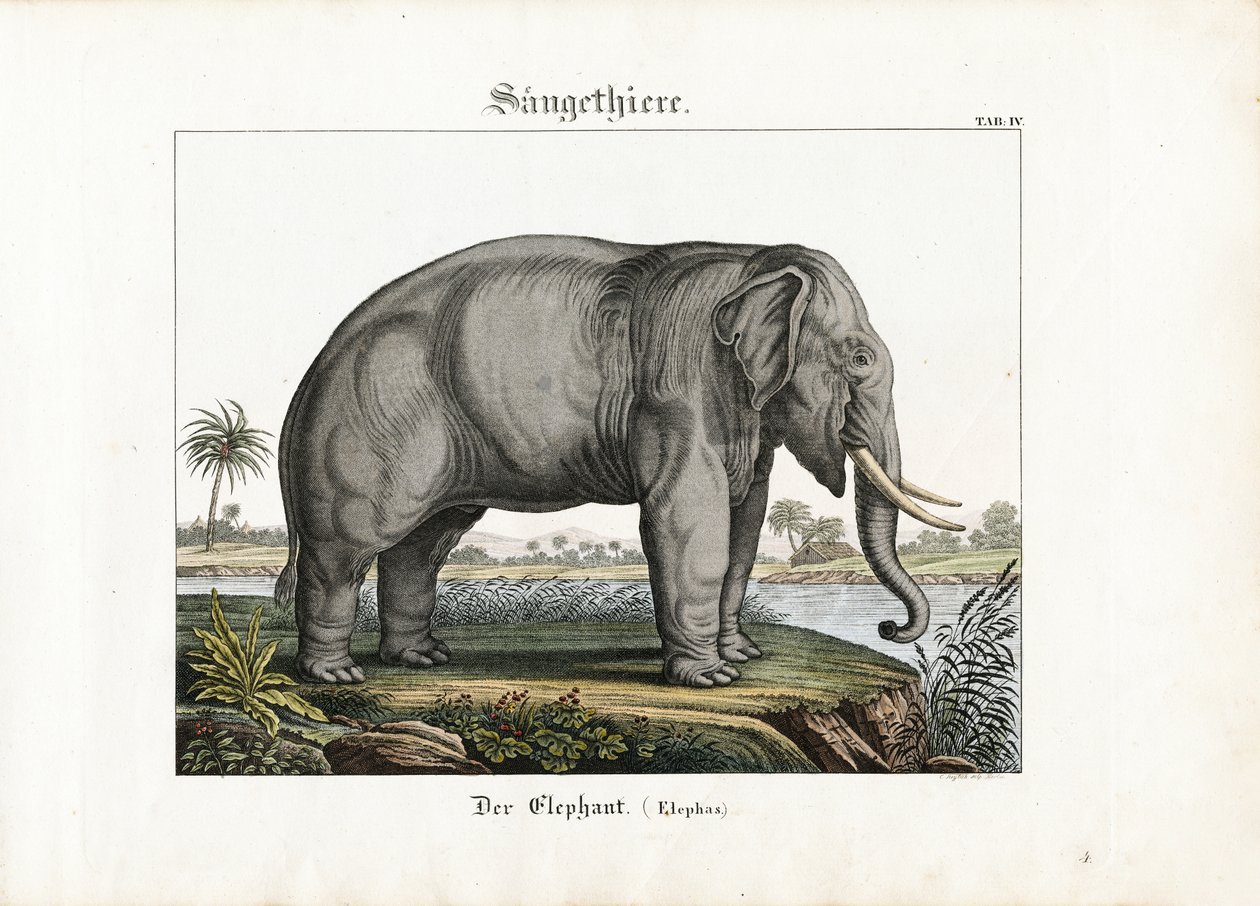 Afrikansk elefant av C. Steglich