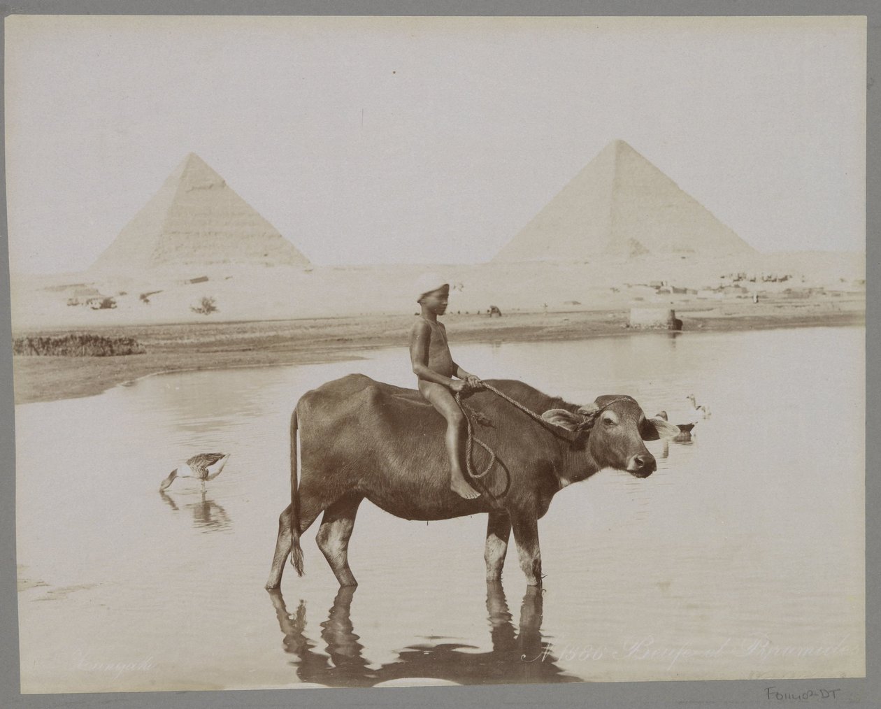 Gutt på en bøffel med to pyramider i bakgrunnen i Egypt Beufe et Pyramides (tittel på objekt) av C. and G. Zangaki