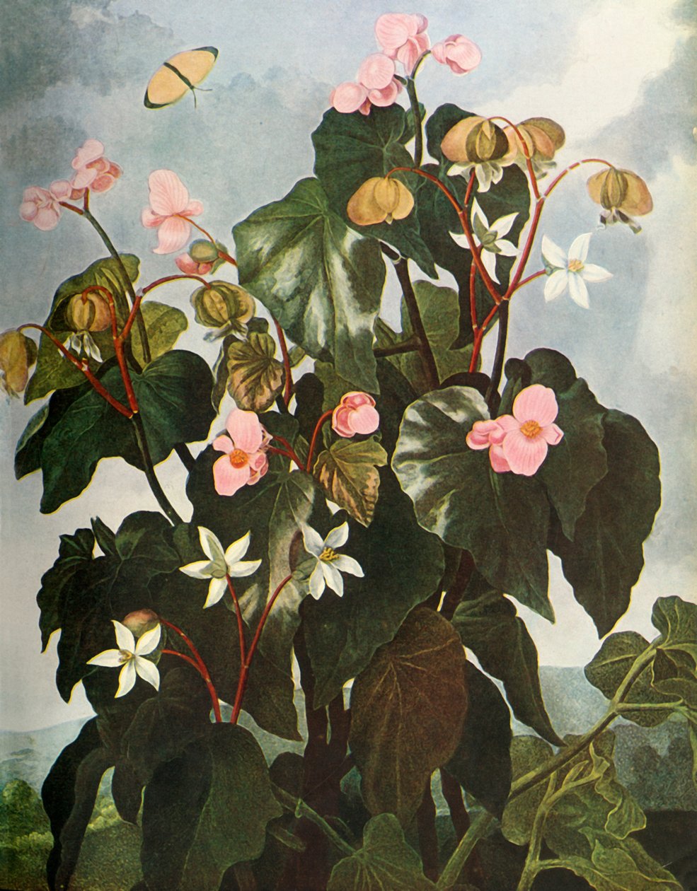 'Oblique-leaved Begonia', c1800, 1948. av Caldwell
