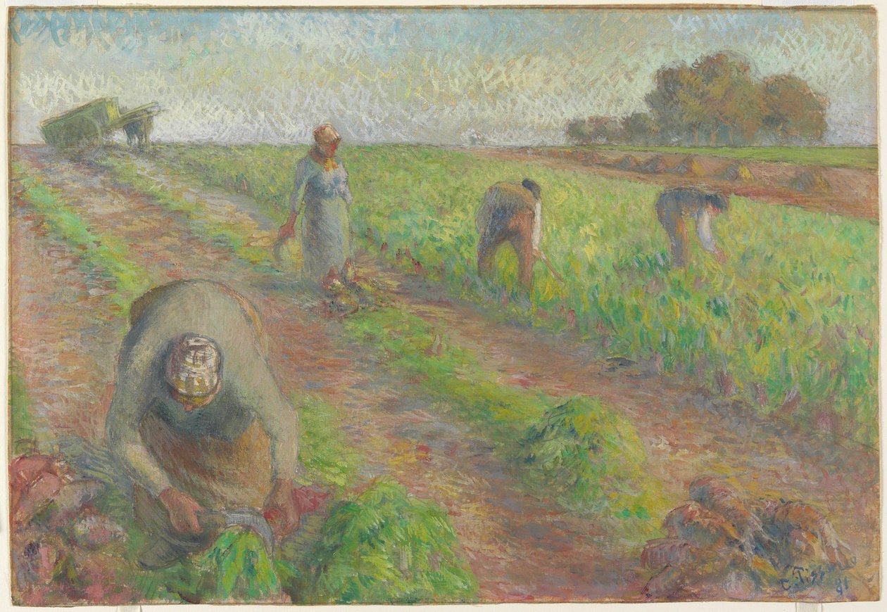 Beet Harvest, 1881 (gouache over grafitt på lin) av Camille Jacob Pissarro