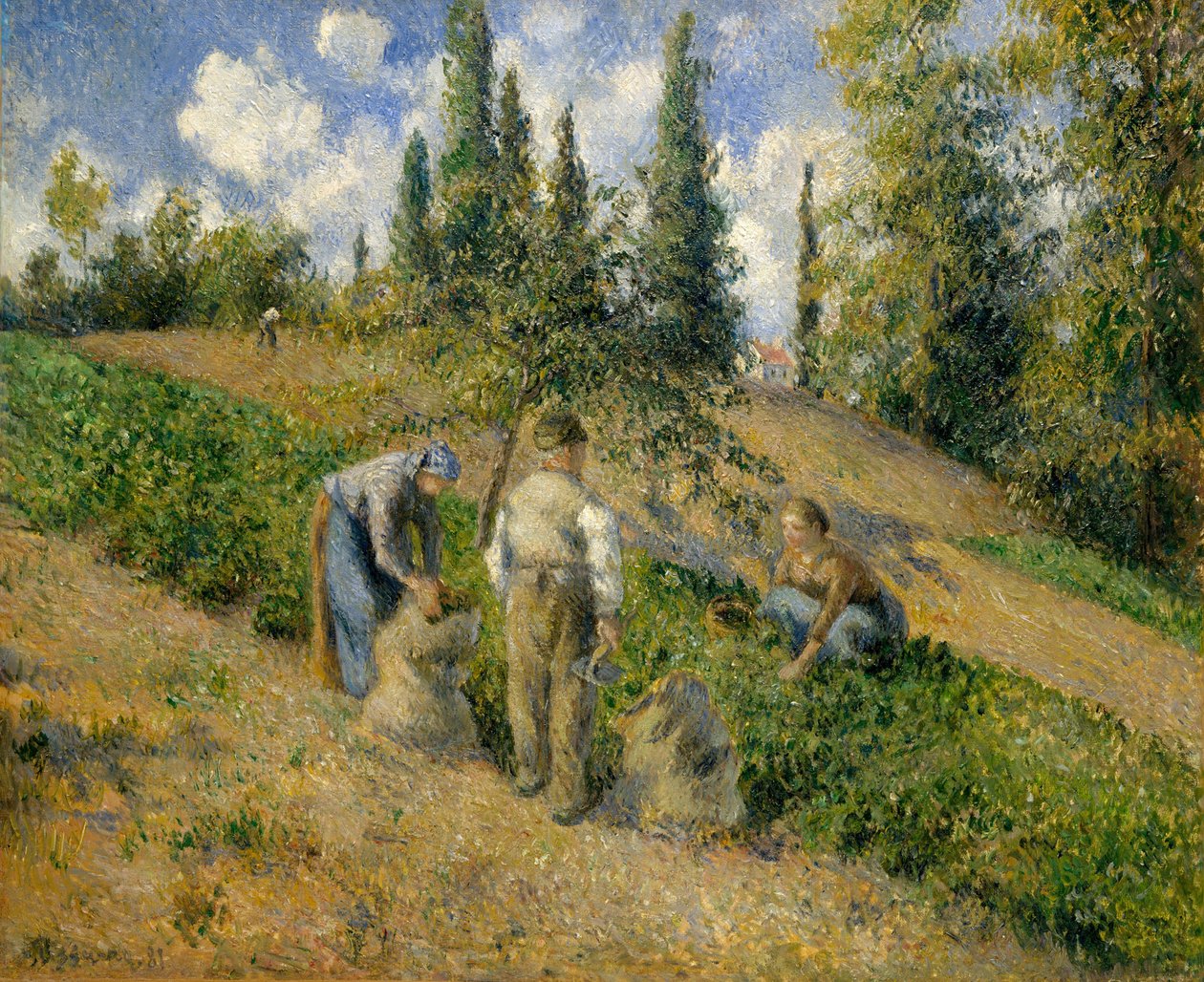 The Harvest, Pontoise The Harvest, Pontoise, 1881. av Camille Jacob Pissarro