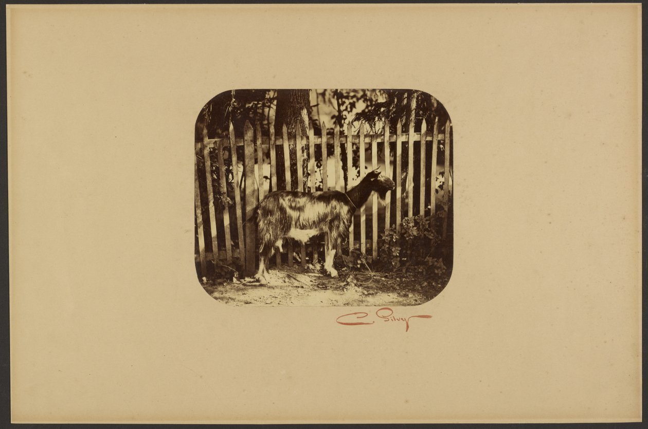  av Camille Silvy