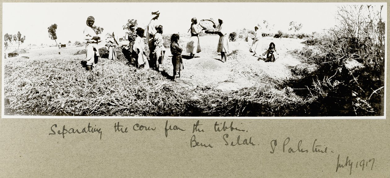 Beduiner som skiller mais, Beni Saleh, juli 1917 av Capt. Arthur Rhodes