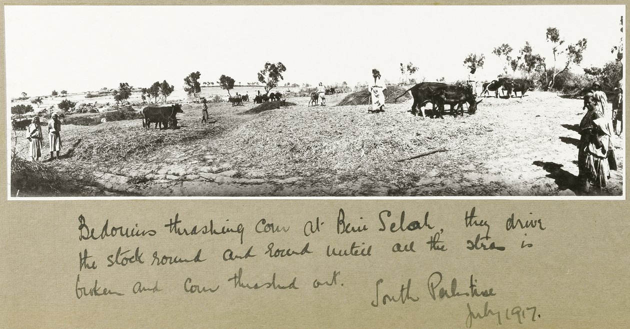 Beduiner som tresker mais ved Beni Saleh, juli 1917 av Capt. Arthur Rhodes