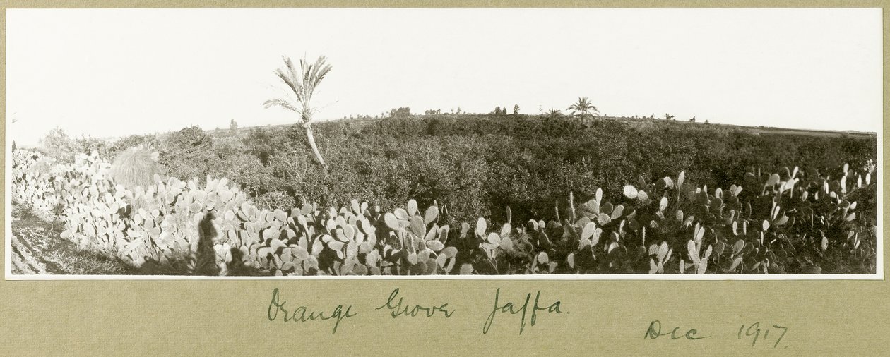 Orange Grove, Jaffa, desember 1917 av Capt. Arthur Rhodes