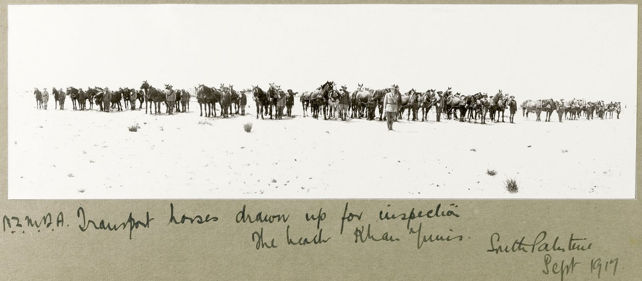 N.Z.M.F.A. transportere hester utarbeidet for inspeksjon på stranden, Khan Yunis, september 1917 av Capt. Arthur Rhodes