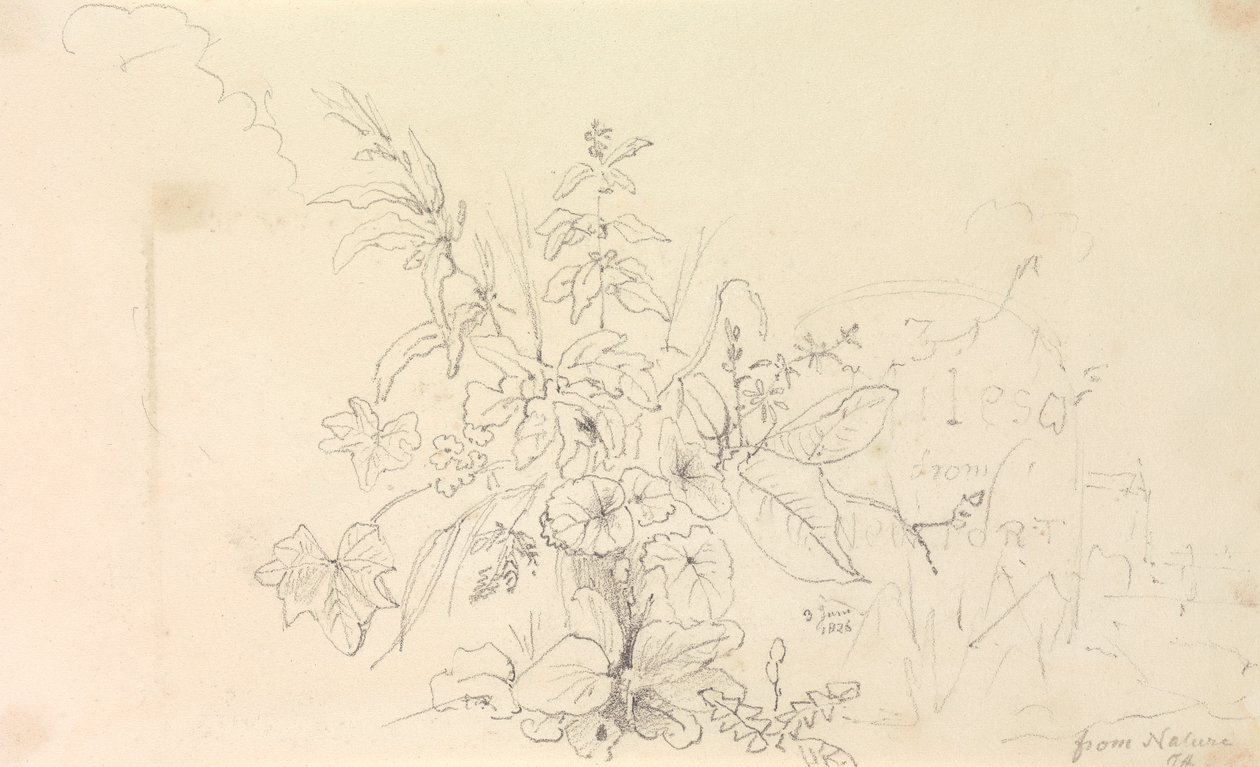 Skisse av planter og en milepæl fra naturen, 3. juni 1826 av Capt. Thomas Hastings